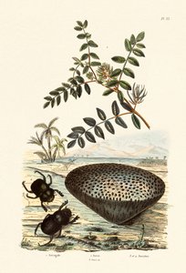 Astrágalo, 1833-39 de French School